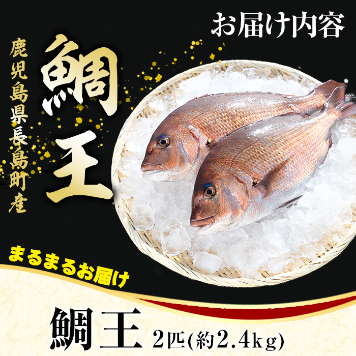 長島町特産「鯛王」(2匹・約2.4kg) 産地直送 新鮮 旨味が抜群の 長島町 特産品 ブランド 真鯛 をまるごと 一匹 楽しめる 刺身 鯛めし 鯛茶漬け 鯛しゃぶ 鯛刺身 鮮魚 冷蔵 【JFA】jfa-7144