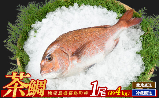 茶鯛　1尾（約2kg）_usui-1034