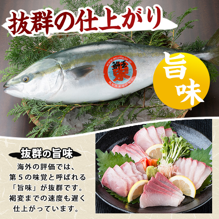 【14日前後で順次発送】【切って盛るだけ】『旅サラダ』で紹介ぶりの王様「 鰤王 」 ロイン 2節 (約0.8kg〜1.0kg) 半身 産地直送 新鮮 旨味が抜群の 長島町 特産品 ブランド ぶり 鰤 ブリ 切り身 真空 冷蔵 刺身 ぶりしゃぶ しゃぶしゃぶ 魚 魚介 人気 ランキング 【JFA】jfa-1484