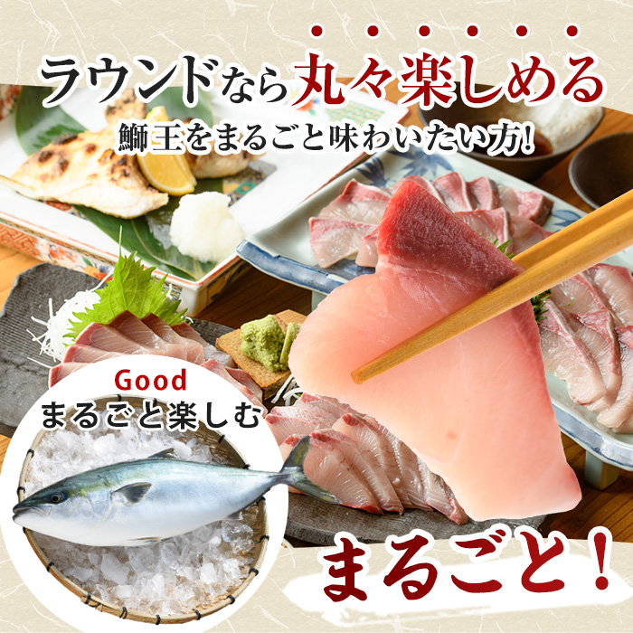 【14日前後で順次発送】 テレビで紹介ぶりの王様「 鰤王 」 まるごと 1本 （約4kg〜） ラウンド 先行予約 産地直送 長島町 特産品 ブランド 鰤 冷蔵 ふるさと納税 ぶり 刺身 ぶりしゃぶ ぶり大根 海鮮丼【JFA】jfa-1260