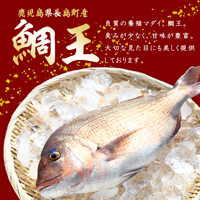 長島町特産「鯛王」(2匹・約2.4kg) 産地直送 新鮮 旨味が抜群の 長島町 特産品 ブランド 真鯛 をまるごと 一匹 楽しめる 刺身 鯛めし 鯛茶漬け 鯛しゃぶ 鯛刺身 鮮魚 冷蔵 【JFA】jfa-7144