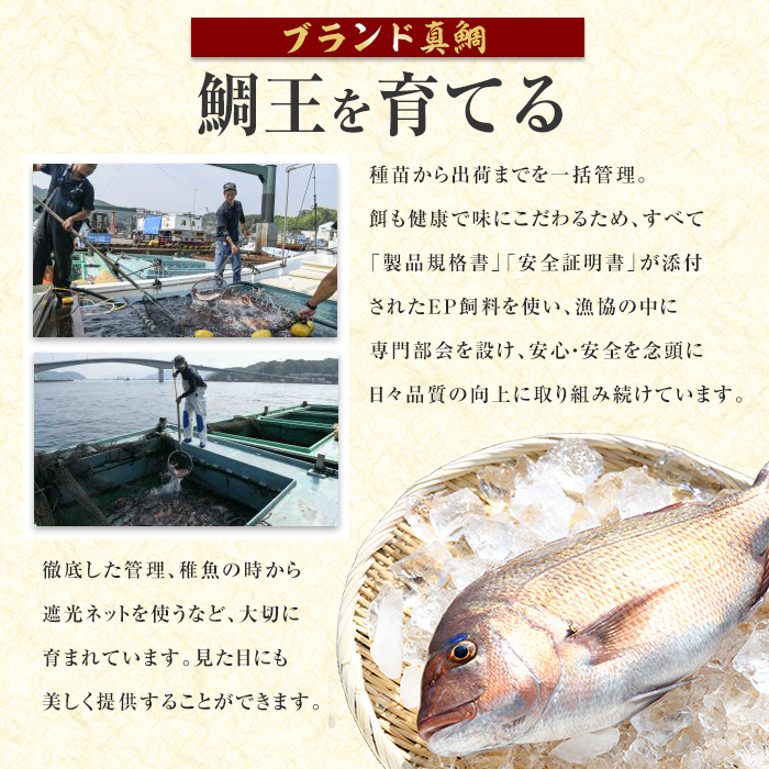 長島町特産「鯛王」 フィレ 半身 4枚入り カマ付 (約1.6kg) 産地直送 新鮮 旨味が抜群の 長島町 特産品 ブランド 刺身 鯛めし 鯛茶漬け 鯛しゃぶ 鯛刺身 鮮魚 冷蔵 【JFA】jfa-1356