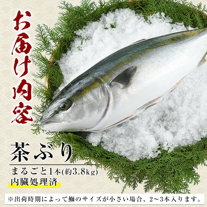 茶ぶり 1尾（内臓処理済　約3.8kg〜） セミドレス (えら・内臓除去済み) ぶり 柵 刺身 ブリ 切り身 鰤 1本 鮮魚 下処理済み 鮮魚 1匹 刺身 ぶりしゃぶ ぶりかま 【ウスイ】 usui-7323R8