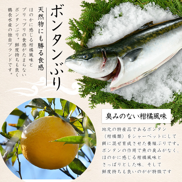 【12月28日出荷】ボンタンぶりまるごと一本(内臓処理済)  ぶり 柵 刺身 ブリ 切り身 鰤 1本 鮮魚 下処理済み 鮮魚 1匹 刺身 ぶりしゃぶ ぶりかま 【鶴長水産】turu-7314R8-12