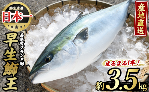 テレビで紹介されました！長島町特産「鰤王」早生鰤王ラウンド(約3.5kg・まるごと1本)【JFA】jfa-1227