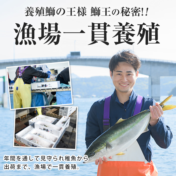 【14日前後で順次発送】【切って盛るだけ】『旅サラダ』で紹介ぶりの王様「 鰤王 」 ロイン 2節 (約0.8kg〜1.0kg) 半身 産地直送 新鮮 旨味が抜群の 長島町 特産品 ブランド ぶり 鰤 ブリ 切り身 真空 冷蔵 刺身 ぶりしゃぶ しゃぶしゃぶ 魚 魚介 人気 ランキング 【JFA】jfa-1484