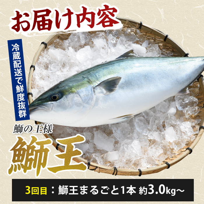 ＜定期便・毎月発送 全3回＞「鰤王」 最後は丸ごと一本！ 定期便 鹿児島県 長島町 産産地直送 新鮮 ブランド ぶり 鰤 ブリ 切り身 刺身 ぶりしゃぶ しゃぶしゃぶ 魚 魚介 人気 ランキング【JFA】jfa-1681S