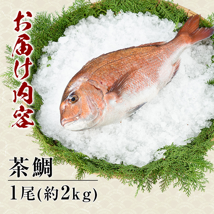 茶鯛　1尾（約2kg）_usui-1034