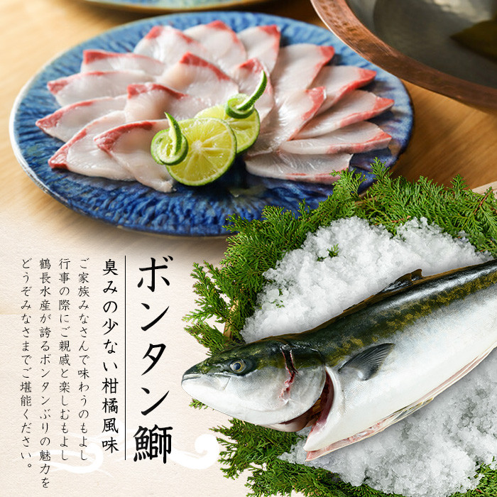 【12月28日出荷】ボンタンぶりまるごと一本(内臓処理済)  ぶり 柵 刺身 ブリ 切り身 鰤 1本 鮮魚 下処理済み 鮮魚 1匹 刺身 ぶりしゃぶ ぶりかま 【鶴長水産】turu-7314R8-12