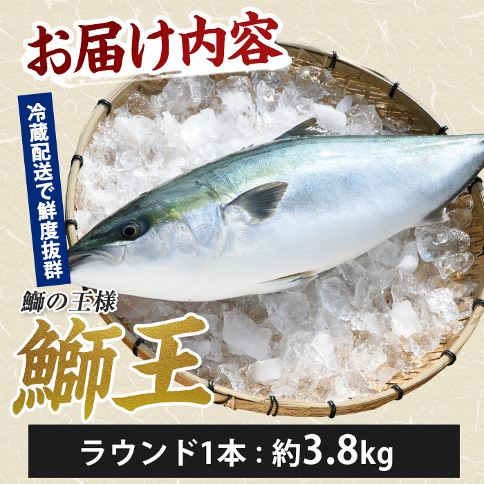 【14日前後で順次発送】 テレビで紹介ぶりの王様「 鰤王 」 まるごと 1本 （約3.8kg〜） ラウンド 先行予約 産地直送 長島町 特産品 ブランド 鰤 冷蔵 ふるさと納税 ぶり 刺身 ぶりしゃぶ ぶり大根 海鮮丼【JFA】jfa-7115