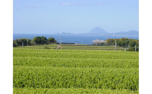 No.1020-1 深蒸し茶　大滝みどり