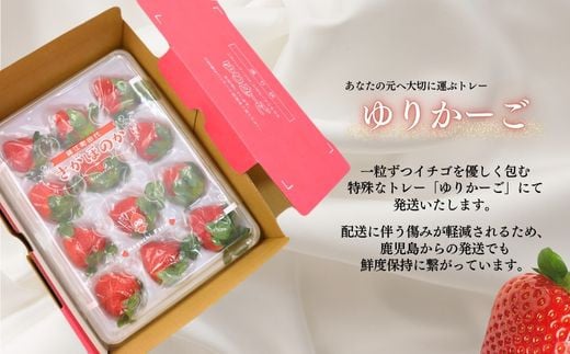 No.1410-1 Noguchi Farm のおいしいイチゴ 約600g