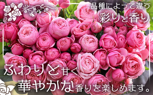【お歳暮】【人気の冬薔薇をお届け】ばら農家直送！バラ花束30本以上お届け(色はおまかせ) TB-16-os│花 フラワー 花束 ばら 薔薇 バラ 誕生日 記念日 結婚祝い ギフト プレゼント お祝い 贈り物 贈答 鹿児島県 南大隅町 富田バラ園 お歳暮