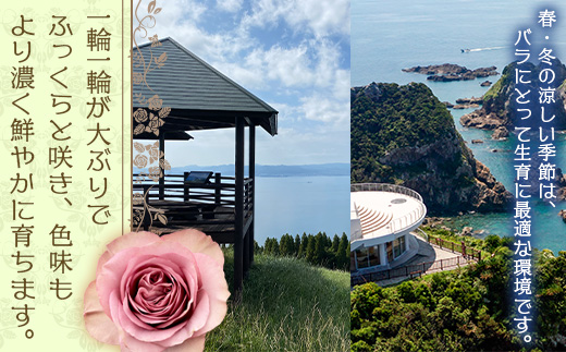 【お歳暮】【人気の冬薔薇をお届け】ばら農家直送！バラ花束30本以上お届け(色はおまかせ) TB-16-os│花 フラワー 花束 ばら 薔薇 バラ 誕生日 記念日 結婚祝い ギフト プレゼント お祝い 贈り物 贈答 鹿児島県 南大隅町 富田バラ園 お歳暮