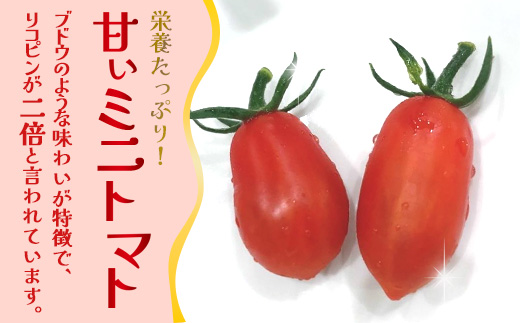 《期間限定》田淵さんちの美味しい ミニトマト シュガープラム（約2kg）GP-2｜鹿児島県 南大隅 産地直送 旬 とまと トマト ミニトマト リコピン 完熟 甘い 高糖度 野菜 やさい 送料無料