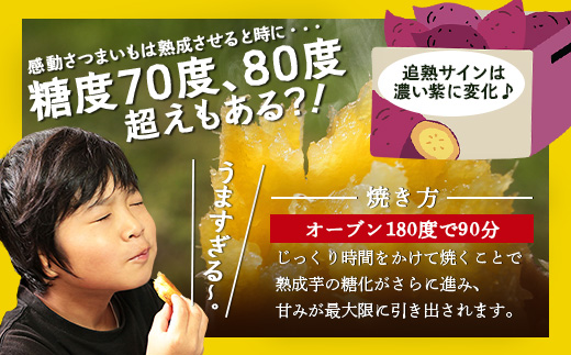 先行予約【2025年9月下旬より順次発送】掘り立て 紅はるか 5kg ( 1箱 ) Lサイズ さつまいも 鹿児島県産（AX7532）