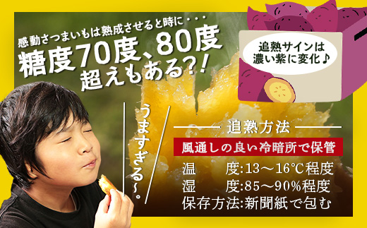 先行予約【2025年11月下旬より順次発送】【鹿児島県産】熟成 紅はるか 3kg (1箱 ) Lサイズ さつまいも（AX7531）