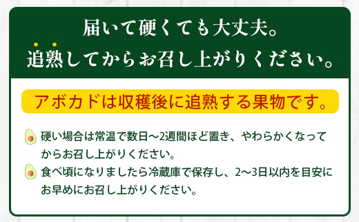 【期間限定・数量限定】 2026年11月より順次発送予定 南大隅町産 生アボカド 約1kg （4品種から2種以上おまかせ）SG-2｜ 産地直送 国産 アボカド 新鮮 森のバター 希少 鹿児島県産 本土最南端 ピンカートン モンロー ジャンボイス エッティンガー しげひさ農園