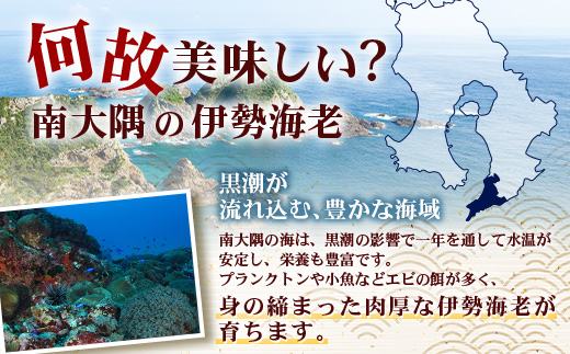 【先行予約】天然 活 伊勢海老 約1kg 2～3尾 ≪2025年11月下旬頃～2025年12月下旬頃順次発送予定≫ ｜国産 えび 活イセエビ 伊勢エビ 常温 
