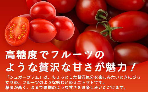 《期間限定》田淵さんちの美味しい ミニトマト シュガープラム（約700g）GP-1｜鹿児島県 南大隅 産地直送 旬 とまと トマト ミニトマト リコピン 完熟 甘い 高糖度 野菜 やさい 送料無料
