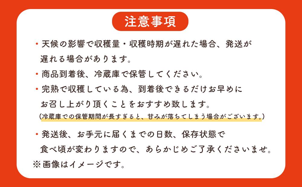 【先行予約】☆本土最南端☆佐多の果樹園で育てた 完熟アップルマンゴー 1kg (2〜3玉)