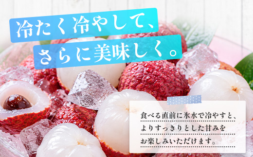 【期間限定・数量限定】 2026年7月より順次発送予定 生でお届け 佐多ライチ 約12粒～20粒 SG-1｜生ライチ 産地直送 新鮮 フレッシュライチ 国産ライチ フルーツ 果物 希少 鹿児島県 本土最南端 しげひさ農園