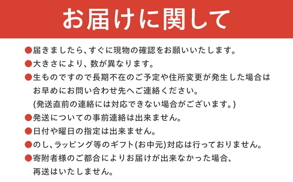 【期間限定】数量限定！本土最南端の熟成ハウスパイナップル　品種おまかせ3kg（2〜5玉）セット