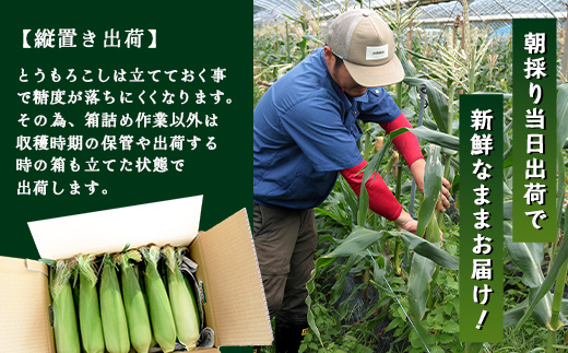 【2026年先行予約】【数量限定】感動とうもろこし ( 約4kg / 10〜13本 ) 鹿児島産 ゴールドラッシュ 
