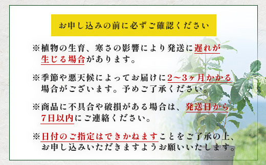 観賞用コーヒー苗木 80cm～100cm アラビカ種 ティピカ DS-2 | 苗木 植物 グリーン 観賞 珈琲豆の木 珈琲 コーヒーの木 観葉植物 鹿児島県 南大隅町 株式会社デラセーラ