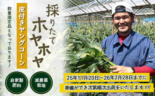【2026年先行予約】【数量限定】 ヒゲまで美味しい 皮つき ヤングコーン 30本 （FR-520）