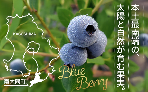【期間限定】南大隅産 (生)ブルーベリー / 食べ比べセット (5品種) ≪100g×5P≫ BB-2｜鹿児島県 南大隅町 旬 産地直送 果物 ブルーベリー フルーツ くだもの 新鮮 農園 冷蔵 本土最南端