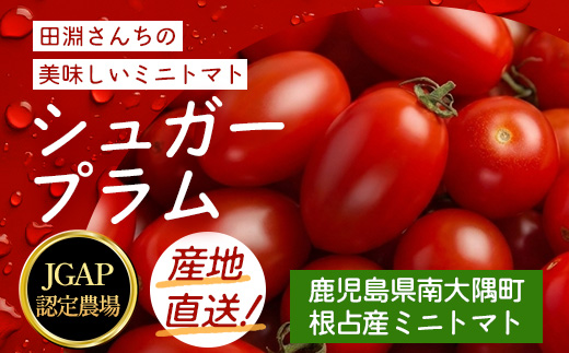 《期間限定》田淵さんちの美味しい ミニトマト シュガープラム（約1,400g）GP-2｜鹿児島県 南大隅 産地直送 旬 とまと トマト ミニトマト リコピン 完熟 甘い 高糖度 野菜 やさい 送料無料