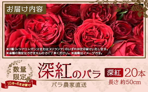 ※先行予約※【数量限定・ギフト】 ばら農家直送！深紅の薔薇20本お届け TB-17│ローズ 新鮮 バラ 花 フラワー 花束 ばら 薔薇 誕生日 記念日 結婚祝い プロポーズ ギフト プレゼント お祝い 贈り物 贈答 鹿児島県 南大隅町 富田バラ園