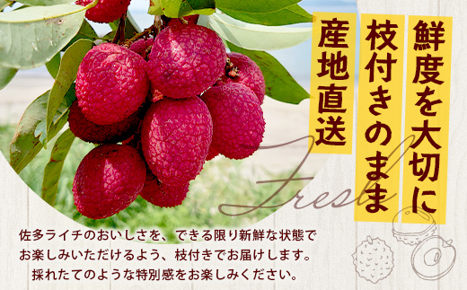 【今が旬！数量限定】本土最南端よりお届け！希少生ライチ（約400g）TE-1｜国産 果物 ライチ らいち 生 枝付き 栽培期間中 無農薬 ぷりぷり ジューシー 産地直送 限定 鹿児島県 南大隅町 有限会社ティエラ