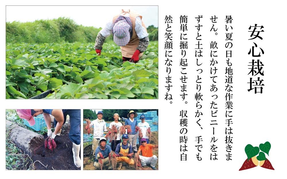 訳あり さつまいも 紅はるか 堀りたて5kg ( 1箱 ) 新物 鹿児島県産 2024年12月末までに出荷