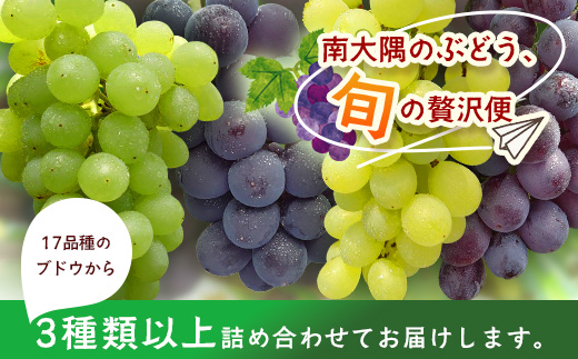 【数量限定！本土最南端ぶどう】旬のブドウ味くらべ２キロ（５～６房）｜ぶどう 葡萄 ブドウ 果物 人気  新鮮 高級 ギフト 鹿児島県 南大隅町 贈答 くだもの  期間限定 数量限定 TE708