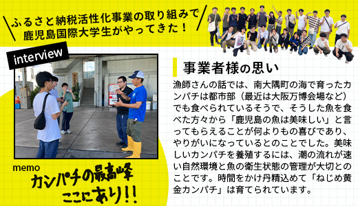 【着日指定可】 ≪年内配送は12月23日まで受付≫ 鹿児島 ねじめ黄金カンパチ 1尾 約3.8kg (3.6～4.0kg) JF-501 | 極上 黄金カンパチ 魚 直送 冷蔵 養殖 根占 さかな 身が引き締まった かんぱち 漁師 刺身 寿司 しゃぶしゃぶ ぷりぷり食感 鹿児島県 南大隅町 ねじめ漁業協同組合