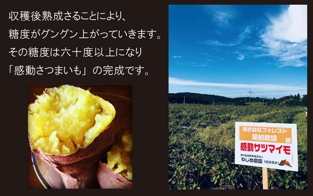 【鹿児島県産】熟成 紅はるか 3kg (1箱 ) Mサイズ さつまいも