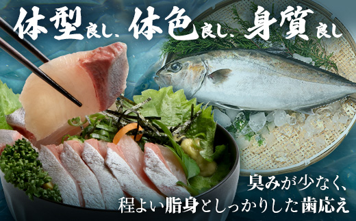 【ねじめ黄金カンパチ】１尾