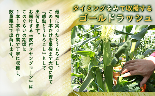 【2026年先行予約】【数量限定】 ヒゲまで美味しい 皮つき ヤングコーン 30本 （FR-520）