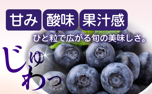 【期間限定】南大隅産 (生)ブルーベリー 品種ミックス詰め合わせ ≪100g×5P≫ BB-1 ｜ 鹿児島県 南大隅町 旬 産地直送 果物 ブルーベリー フルーツ くだもの 新鮮 農園 冷蔵 本土最南端