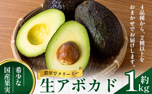 【期間限定・数量限定】 2026年11月より順次発送予定 南大隅町産 生アボカド 約1kg （4品種から2種以上おまかせ）SG-2｜ 産地直送 国産 アボカド 新鮮 森のバター 希少 鹿児島県産 本土最南端 ピンカートン モンロー ジャンボイス エッティンガー しげひさ農園