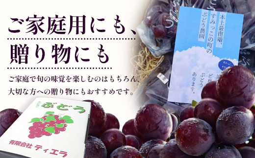 【期間限定・数量限定】本土最南端のぶどう 高墨 約2kg(4～6房）種無し TE-2｜ 黒ぶどう たかすみ 産地直送 旬 ブドウ 葡萄 ぶどう フルーツ 果物 くだもの 果実 巨峰 枝変わり 鹿児島県 南大隅町 有限会社ティエラ　