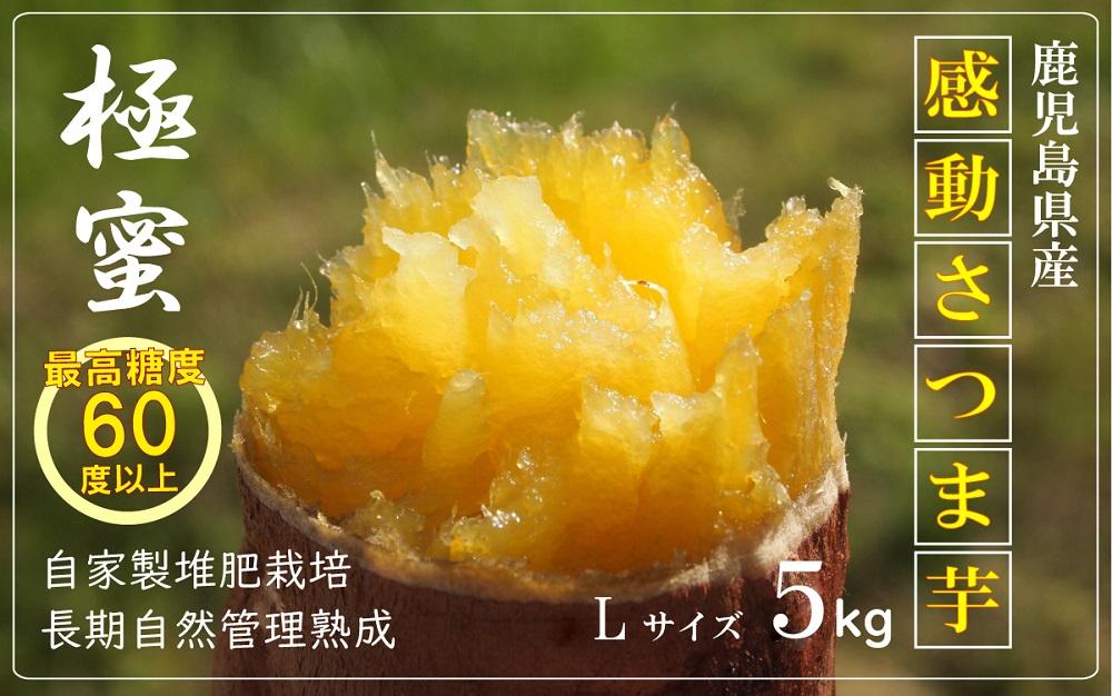 【鹿児島県産】熟成 紅はるか 5kg (1箱 ) Lサイズ さつまいも