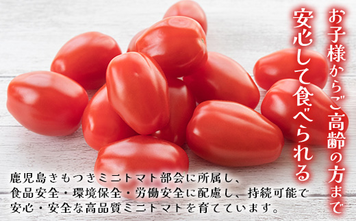 《期間限定》田淵さんちの美味しい ミニトマト シュガープラム（約1kg）GP-1｜鹿児島県 南大隅 産地直送 旬 とまと トマト ミニトマト リコピン 完熟 甘い 高糖度 野菜 やさい 送料無料
