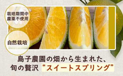 【先行予約・数量限定】鹿児島県南大隅町産 スイートスプリング（M~L玉） 約5kg 【2026年12月中旬以降順次発送】 SK-10 | 柑橘 フルーツ 国産 果物 みかん 期間限定 数量限定 産地直送 もぎたて 新鮮 果汁 たっぷり ミカン スイートスプリング 5kg 南大隅町 鹿児島県 島子農園