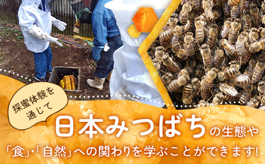 【期間限定】数量限定！『本土最南端で採蜜体験』大人1名（中学生以上）｜はちみつ 採蜜 体験 人気 養蜂 日本みつばち 自然 南大隅町 CC7001