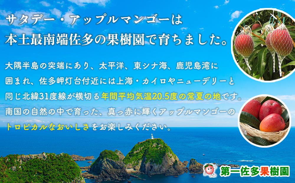 【先行予約】☆本土最南端☆佐多の果樹園で育てた 完熟アップルマンゴー 2kg (3〜5玉)