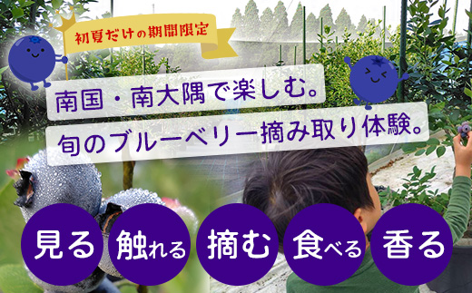 鹿児島県の南国！南大隅町の農園で、ブルーベリー摘み取り体験♪ ブルーベリー摘み取り体験チケット ≪大人2名様分≫ BO-4｜鹿児島県 南大隅町 農園 収穫体験 果物 ブルーベリー チケット 体験 本土最南端