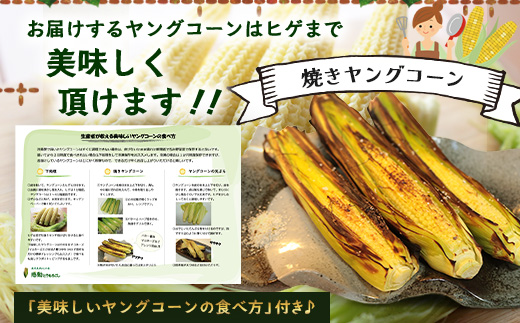 【数量限定】 【2027年5月先行予約】ヒゲまで美味しい！「皮つき ヤングコーン 約30本」 FR-520 ｜2027年 先行予約 限定 レシピ付き ゴールドラッシュ ベビーコーン 朝採れ グリル 天ぷら 味覚 新鮮 産地直送 皮付き 野菜 旬 本土最南端 鹿児島県 南大隅町 株式会社フォレスト